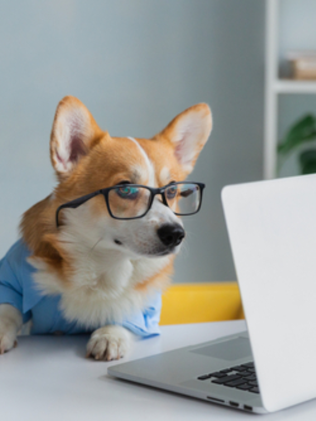 Header_hondebelasting