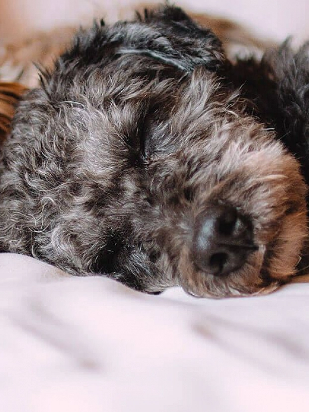honden-covadis